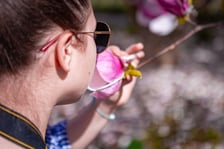 Wrocławski ogród botaniczny otwarty. Można go odwiedzać od 1 kwietnia do końca października.