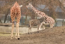 <p><strong> W ZOO Wrocław mieszka ponad 1000 gatunków zwierząt.</strong><span>&nbsp;</span><span>Podczas zwiedzania warto wejść do Afrykarium, Papugarni i Małpiarni. </span></p> <p><a href="htps://www.wroclaw.pl/dla-mieszkanca/co-na-wiosne-we-wroclawiu">Zobacz, co jeszcze robić wiosną we Wrocławiu!</a></p>