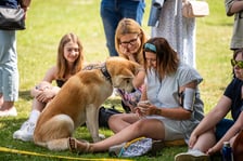 <p>Wystawy Ps&oacute;w Rasowych: szpice i psy pierwotne (3.05.2024)&nbsp;</p>