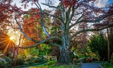 <p>Słynny buk pospolity z Arboretum Wojsławice&nbsp;</p>