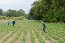 Farma Miejska z eko warzywami dla najmłodszych wrocławian