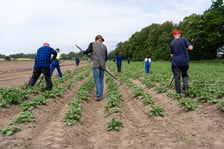 Farma Miejska z eko warzywami dla najmłodszych wrocławian