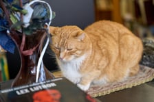 <p>Antykwariat naukowy przy ul. Szewskiej</p>