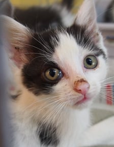 Kocięta do adopcji z wrocławskiego schroniska