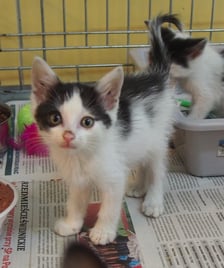 Kocięta do adopcji z wrocławskiego schroniska
