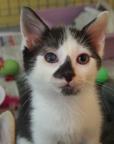 Kocięta do adopcji z wrocławskiego schroniska