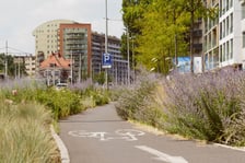 Ozdobne trawy i kwiaty rosnące wokół ścieżki rowerowej na ul. Legnickiej