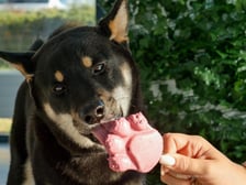 <p>Psy w kawiarni Cake Dogs</p>