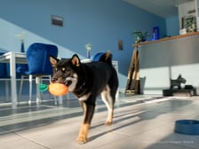<p>Psy w kawiarni Cake Dogs</p>
