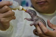 <p>Mały pangolin</p>