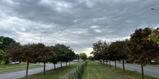<p>Będą nowe drzewa na&nbsp;al. Armii Krajowej</p>