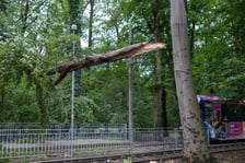 Drzewo na sieci trakcyjnej na al. Różyckiego