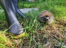 Wolontariusze Ekostaży z pomocą na Dolnym Śląsku