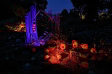 Dyniowe, wieczorne iluminacje w Ogrodzie Botanicznym
