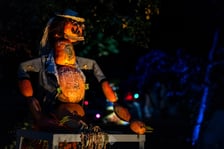 Dyniowe, wieczorne iluminacje w Ogrodzie Botanicznym