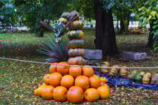 21. Festiwal Dyni we wrocławskim Ogrodzie Botanicznym
