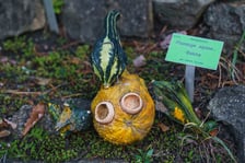 Dyniowe iluminacje w Ogrodzie Botanicznym we Wrocławiu