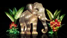 <p>Iluminacja ze słoniem. Ogrody Światła: Garden of Lights Dzika Azja w zoo Wrocław&nbsp;</p>
