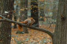 Park Zachodni we Wrocławiu