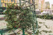 Montaż nowej choinki w Rynku we Wrocławiu - zdjęcia z 19.11.2024
