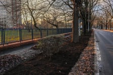 Wyremontowany odcinek ulicy Olszewskiego. 100-letnie dęby zyskały dużo lepsze warunki do życia