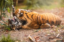 <p>Tygryski z zoo Wrocław bawią się na wybiegu. Przyszły na świat w lipcu</p>