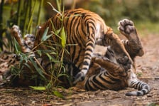 <p>Tygryski z zoo Wrocław mają duży temperament. Maluchy brykają na wybiegu.&nbsp;</p>