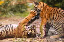 Tygryski z zoo Wrocław. Maluchy na wybiegu