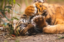 Tygryski z zoo Wrocław. Maluchy na wybiegu