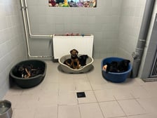 <p>Do adopcji będą cztery szczenięta. Schronisko planuje to ogłosić w drugiej połowie stycznia.</p>