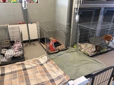 <p>Pieski przeszły poważne leczenie. Na szczęście już czują się lepiej.</p>