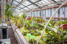 Ogród botaniczny zimą jest piękny. Na zewnątrz śnieg, a w szklarniach przenosimy się do innej strefy klimatycznej