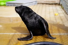 <p>Zaopiekuje się przez jeden dzień wrocławskimi kotikami - proponuje w ramach aukcji WOŚP, Zoo Wrocław</p>