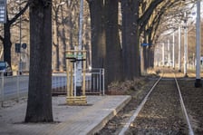 <p>szpaler dęb&oacute;w przy przystanku Sp&oacute;łdzielcza</p>