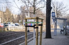 <p>Młody dąb na przystanku Sp&oacute;łdzielcza</p>