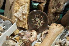 <p>Targi Minerał&oacute;w, Biżuterii i Wyrob&oacute;w Jubilerskich w NOT w weekend 15-16 marca</p>