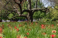 <p>Tulipany na skwerze</p>