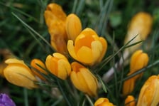 <p>Krokusy</p>