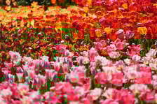 Festiwal tulipanów w Ogrodzie Botanicznym - 26.04.2025