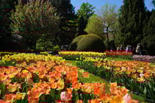 Festiwal tulipanów w Ogrodzie Botanicznym - 26.04.2025