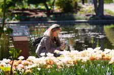 Festiwal tulipanów w Ogrodzie Botanicznym - 26.04.2025