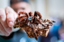 Targi Exoticarium w budynku NOT (4 maja 2025)