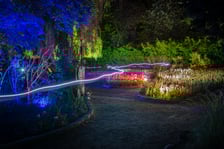 <p>Iluminacje tulipan&oacute;w 2 Ogrodzie Botanicznym 2025</p>