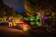 <p>Iluminacje tulipan&oacute;w 2 Ogrodzie Botanicznym 2025</p>