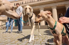 Wrocławski Charytatywny Spacer z Chartami we Wrocławiu z okazji Wiosennego Dnia Charta