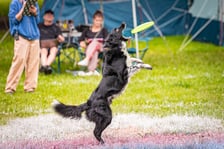 Mistrzostwa Polski Dogfrisbee 2025 - latające psy w parku Południowym
