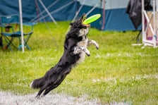 Mistrzostwa Polski Dogfrisbee 2025 - latające psy w parku Południowym
