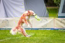 Mistrzostwa Polski Dogfrisbee 2025 - latające psy w parku Południowym