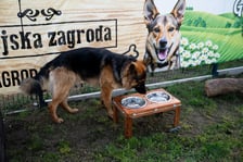 <p>TOZ&nbsp;Schronisko dla Bezdomnych Zwierząt &ndash; otwarcie trzech nowych wybieg&oacute;w</p>