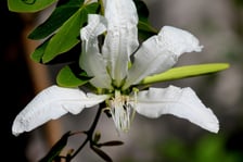 <p>W Ogrodzie Botanicznym UWr we Wrocławiu, wrzesień 2025</p>